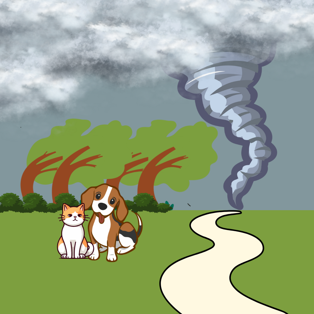 hurricane safety