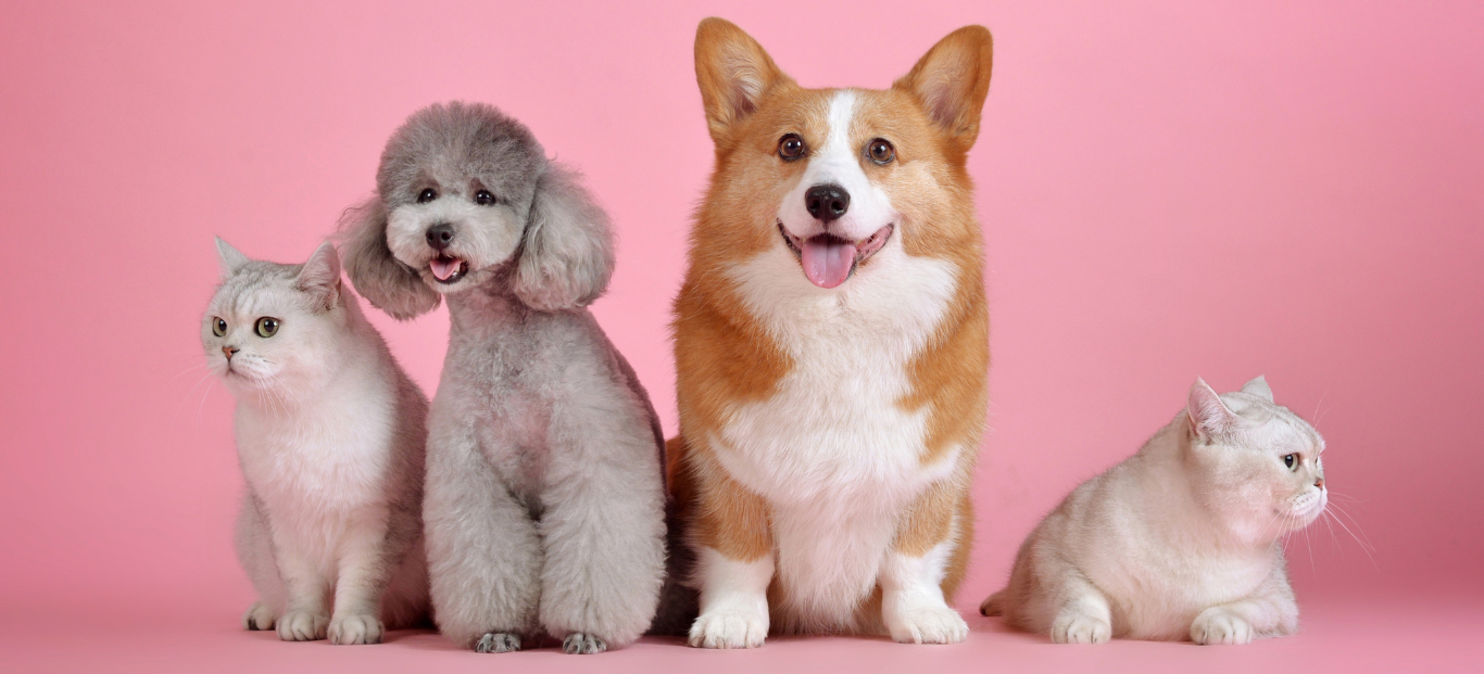 pets header