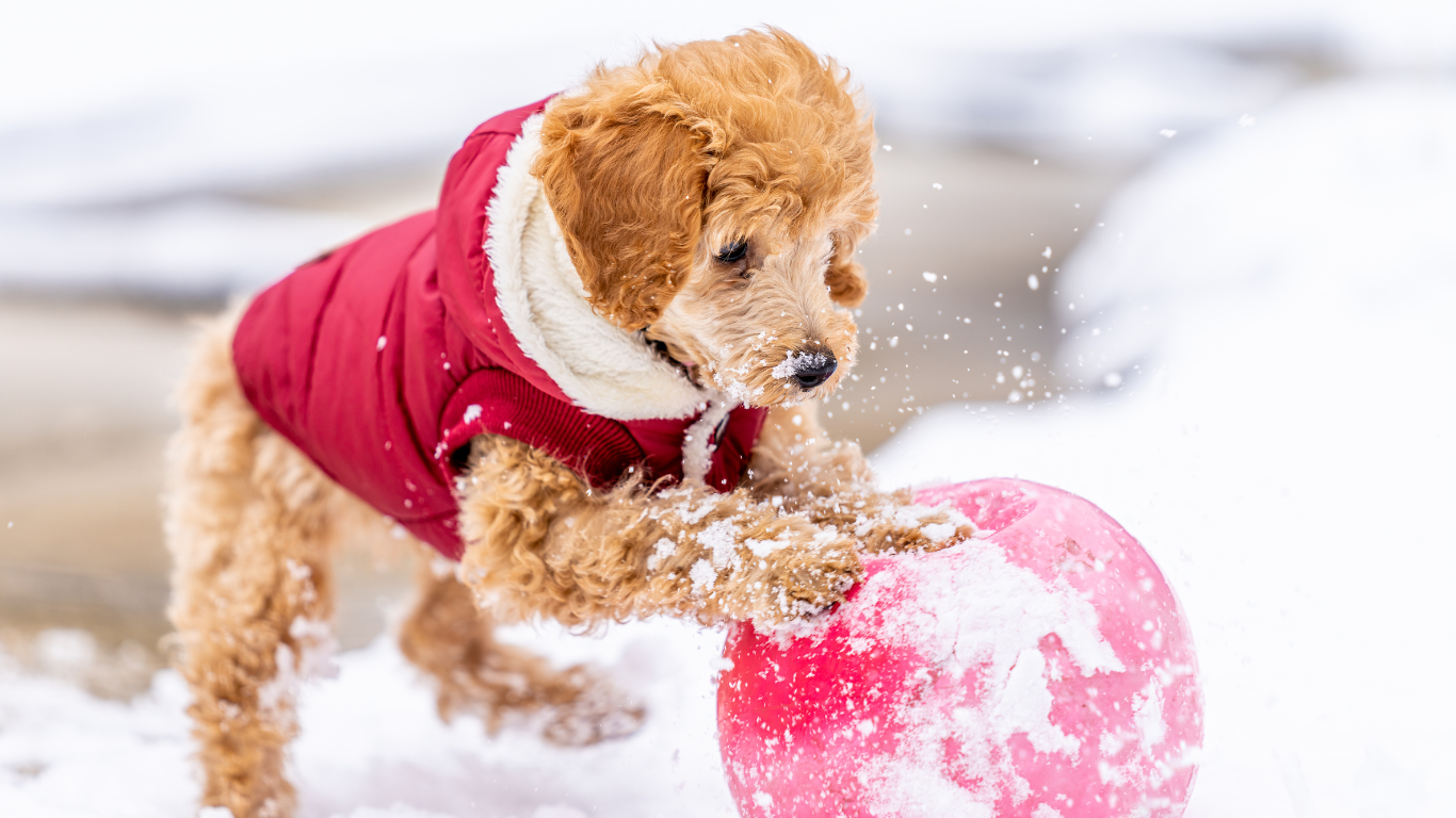 pets header